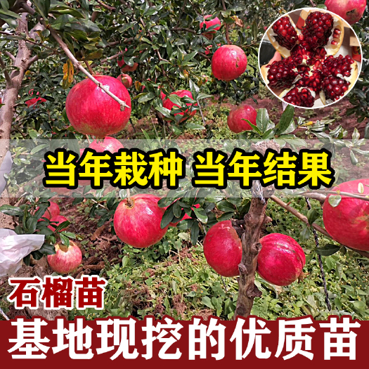 平邑县蒙阳红石榴苗  突尼斯石榴树苗个大颗粒饱满南北方种植