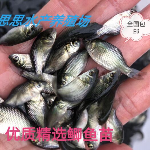 东莞市优质鲫鱼苗