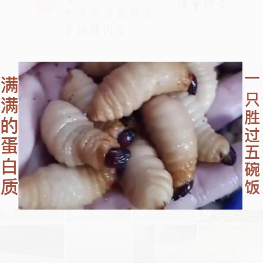 田林县蝉蛹 竹虫