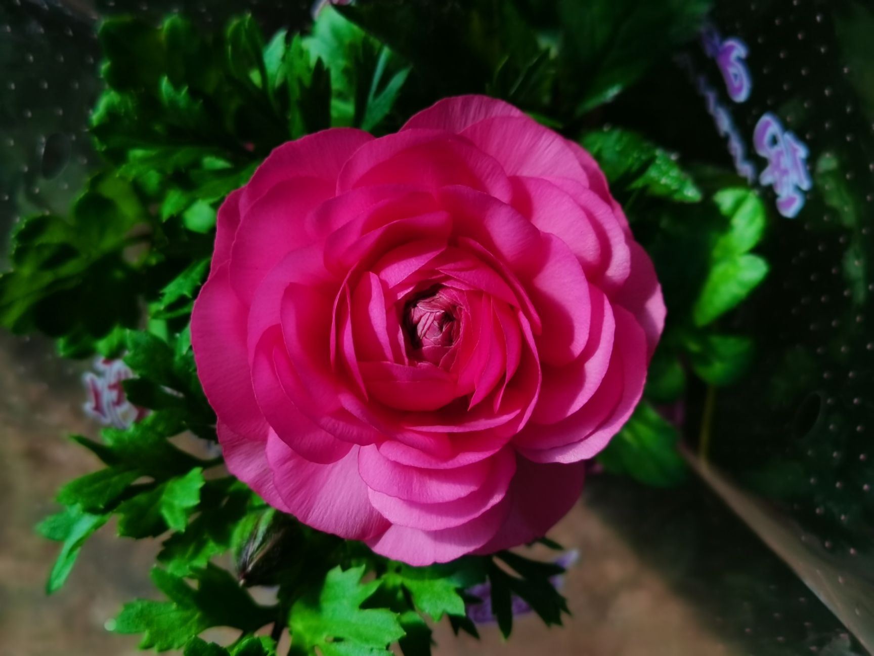 花毛茛  洋牡丹盆花