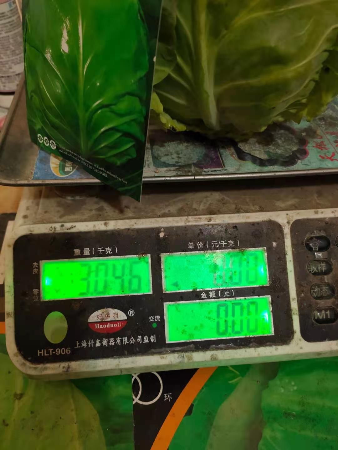 大白菜种子 春秋两用品种。抗病高产。颜色绿。耐裂球。商品性佳