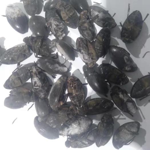 扶余市冻虾蛄 3-6个月 