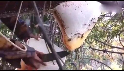 重庆市 自产自销，中华高山土蜂蜜！土蜂蜜