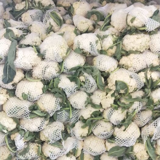 通许县通许散花大量上市中！产地直发！一手货源！
