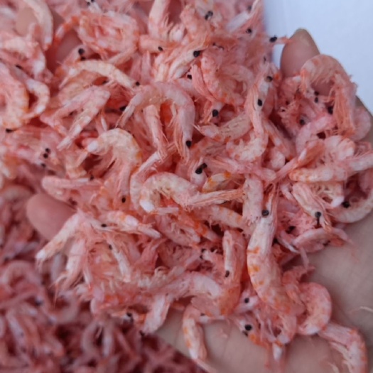 滨州南极磷虾  磷虾  产地直销  大量现货