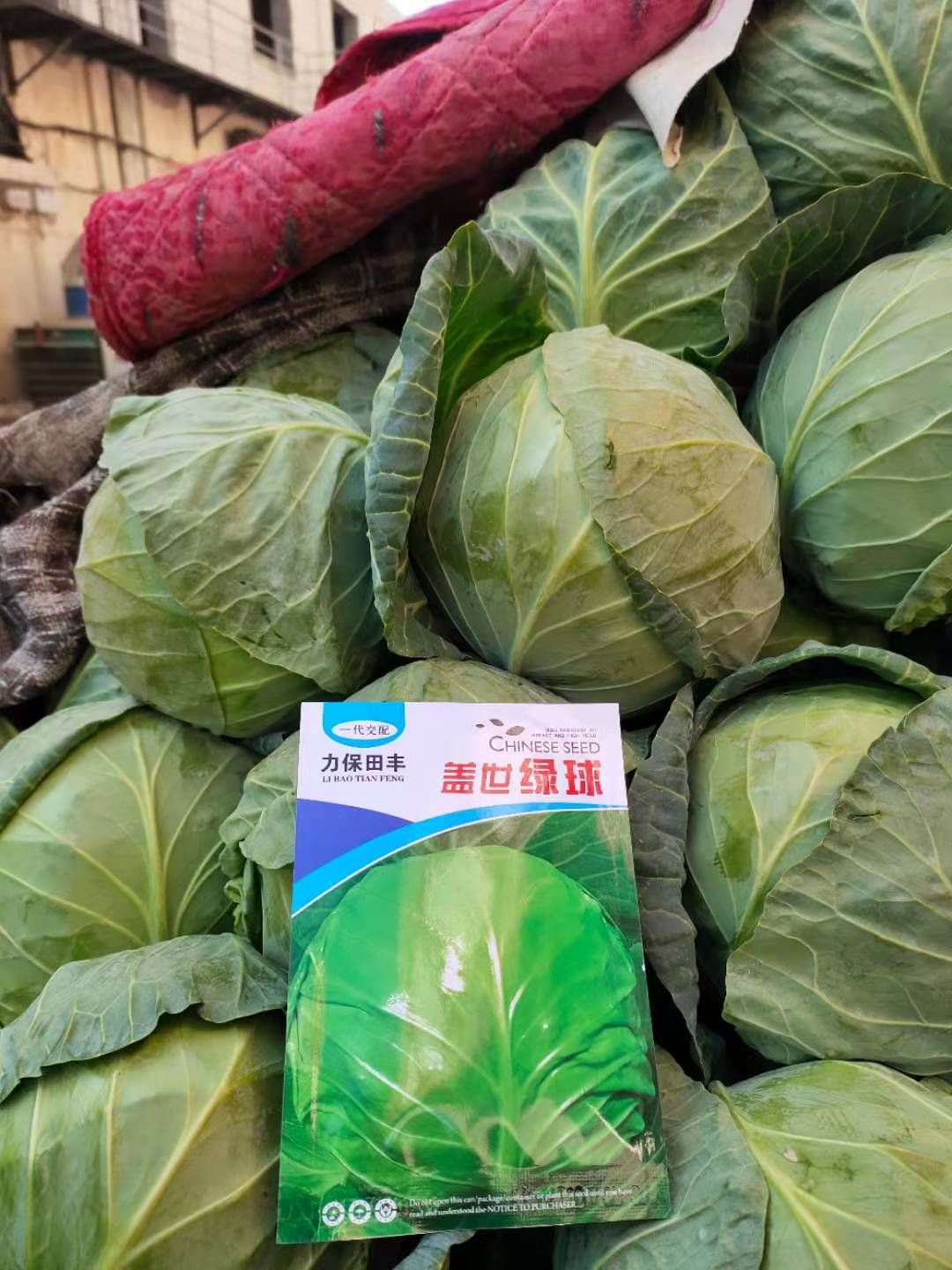 大白菜种子 春秋两用品种。抗病高产。颜色绿。耐裂球。商品性佳
