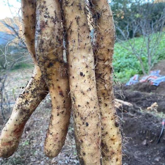 玉龙县糯米白山药  云南丽江高海拔山区种植山药