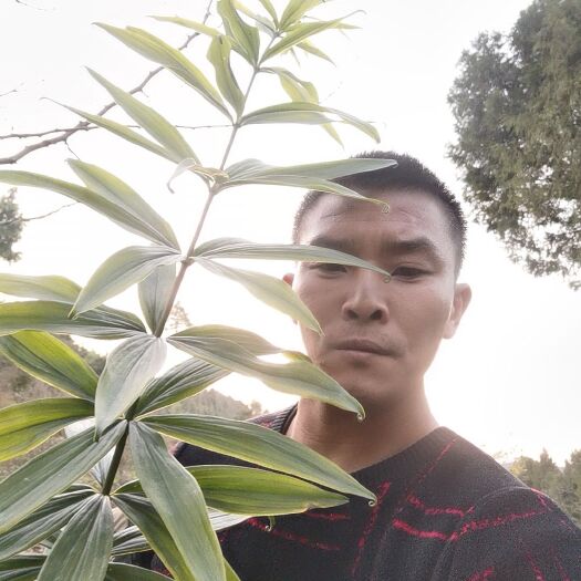 黄精种苗 姜形黄精 多芽高杆黄精