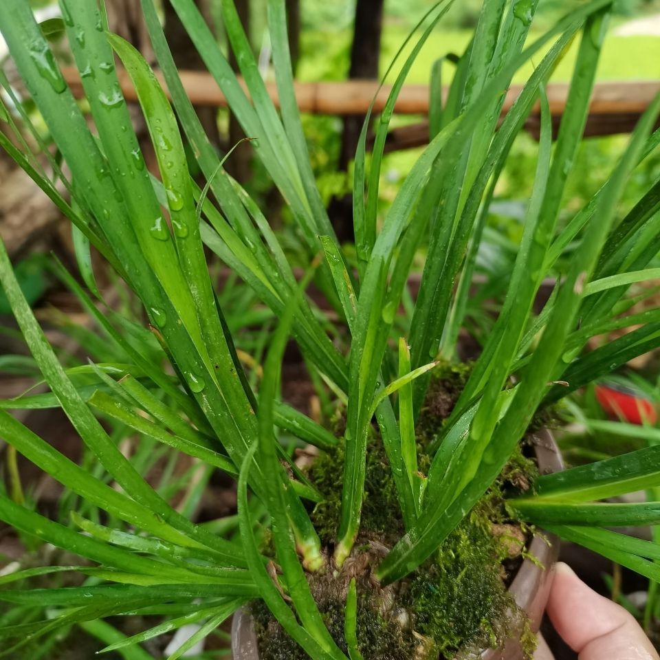  菖蒲附石菖蒲草虎须水培香昌蒲盆景栽植物