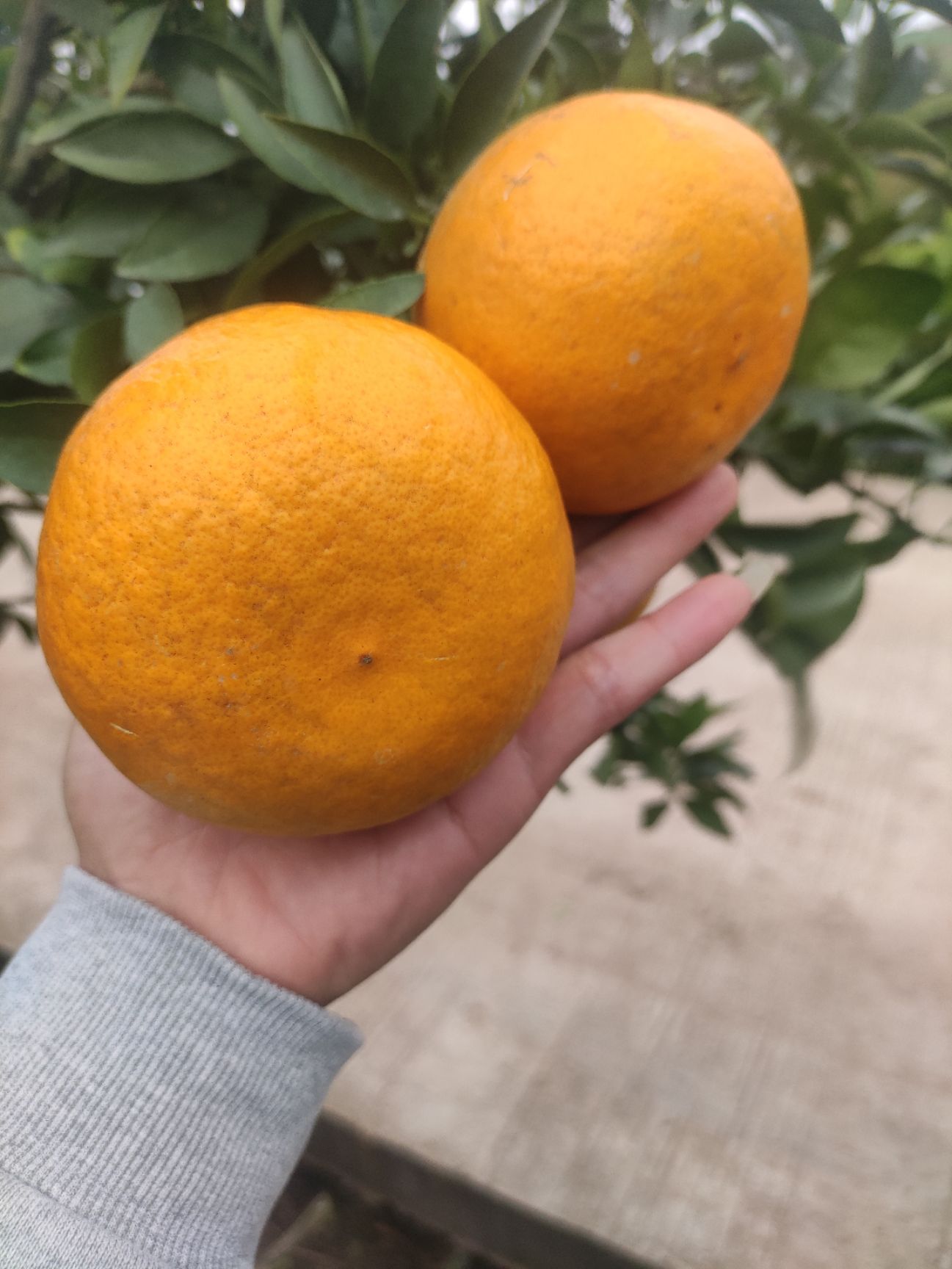 蜜柚苗 阳光一号桔柚,枝条,可预定小苗