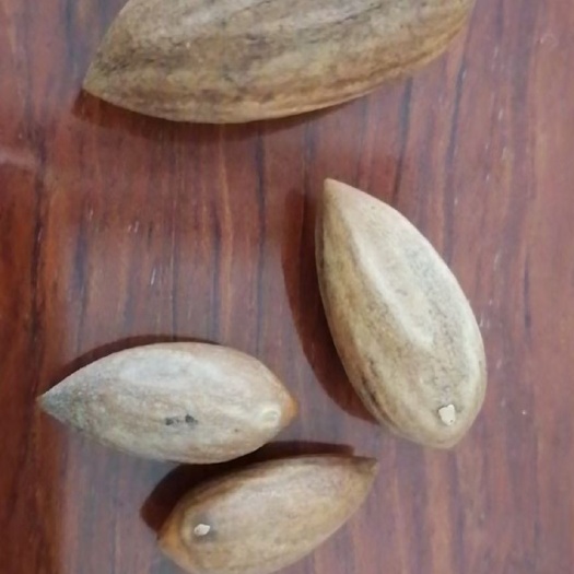 绍兴香榧优价供应