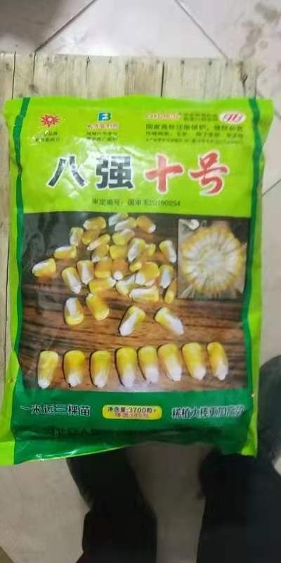 平原县玉米种子 十星棒种专卖！！！！！！