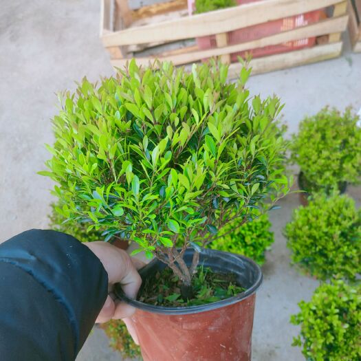 漳平市 黄杨赤楠红色杯150，自产自销，种植产地大量供应一手价价