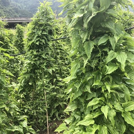 桂林百部苗   百部种苗 高产优质，成活率高 提供技术 包回收