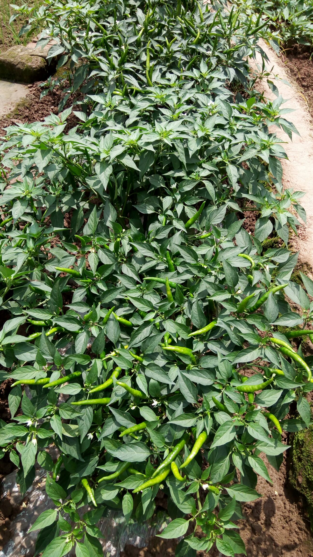 单生朝天椒苗 0.50 元/棵