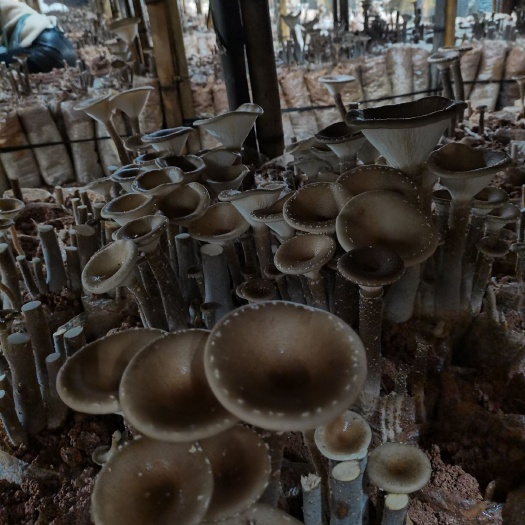 南靖县猪肚菇  产地直发等种各食用菌供应盒装超市电商以及各种小包装