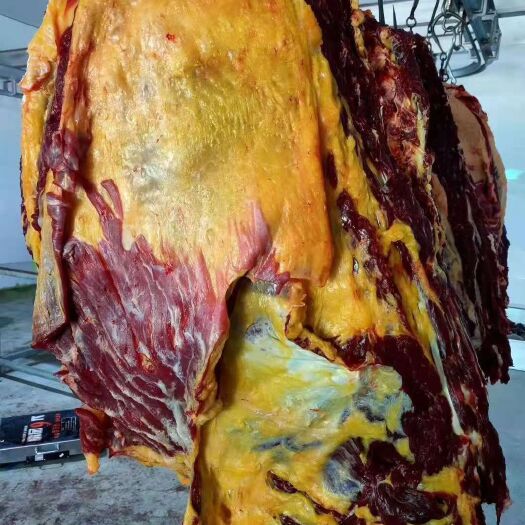 锡林浩特牛骨  内蒙锡林浩特牛排