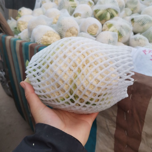 邯郸白花菜花  实花菜