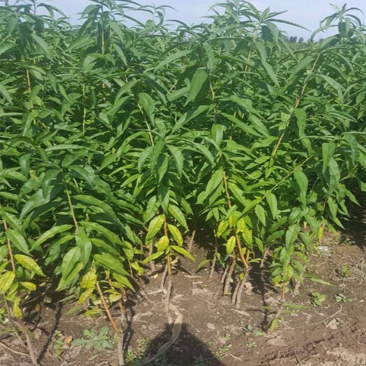 大连黄金油蟠桃苗 油蟠桃7-7树苗.大型中油八号树苗，自家栽培，有意详谈。