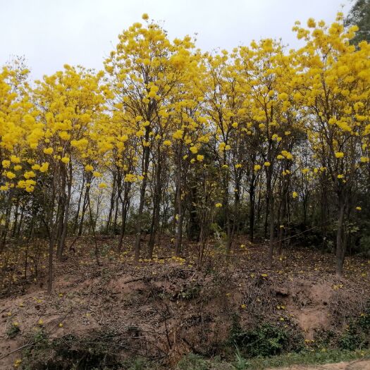 肇庆黄花红花紫花 规格合适