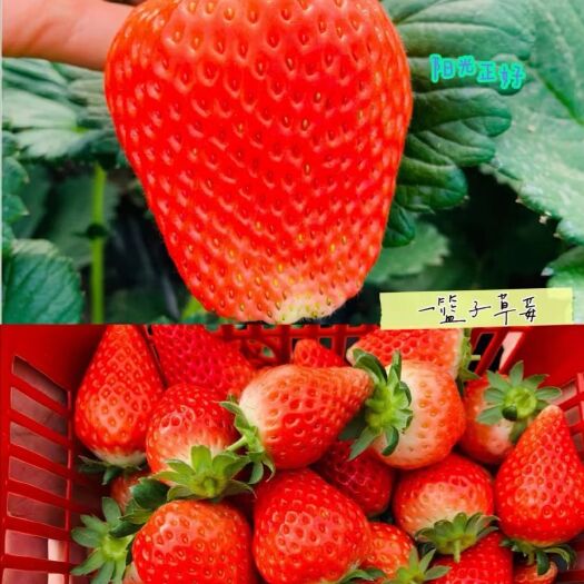 义县草莓 一级果 