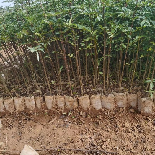 昭通花椒苗  昭通红椒袋苗，规格齐全，提供三证一签