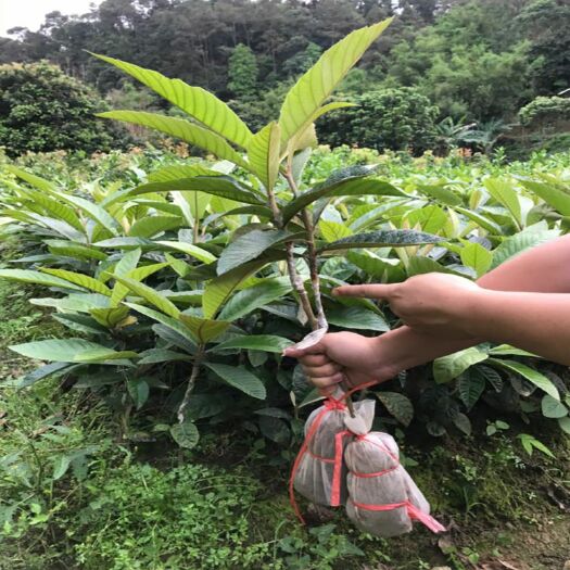 容县大五星枇杷苗  嫁接枇杷苗