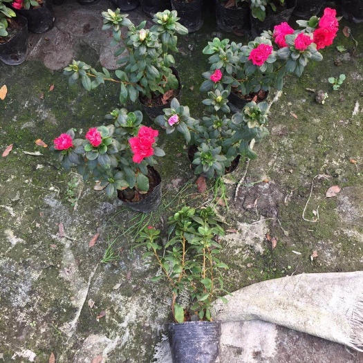 宜良县西德杜鹃 杜鹃  西洋杜鹃  比利时杜鹃