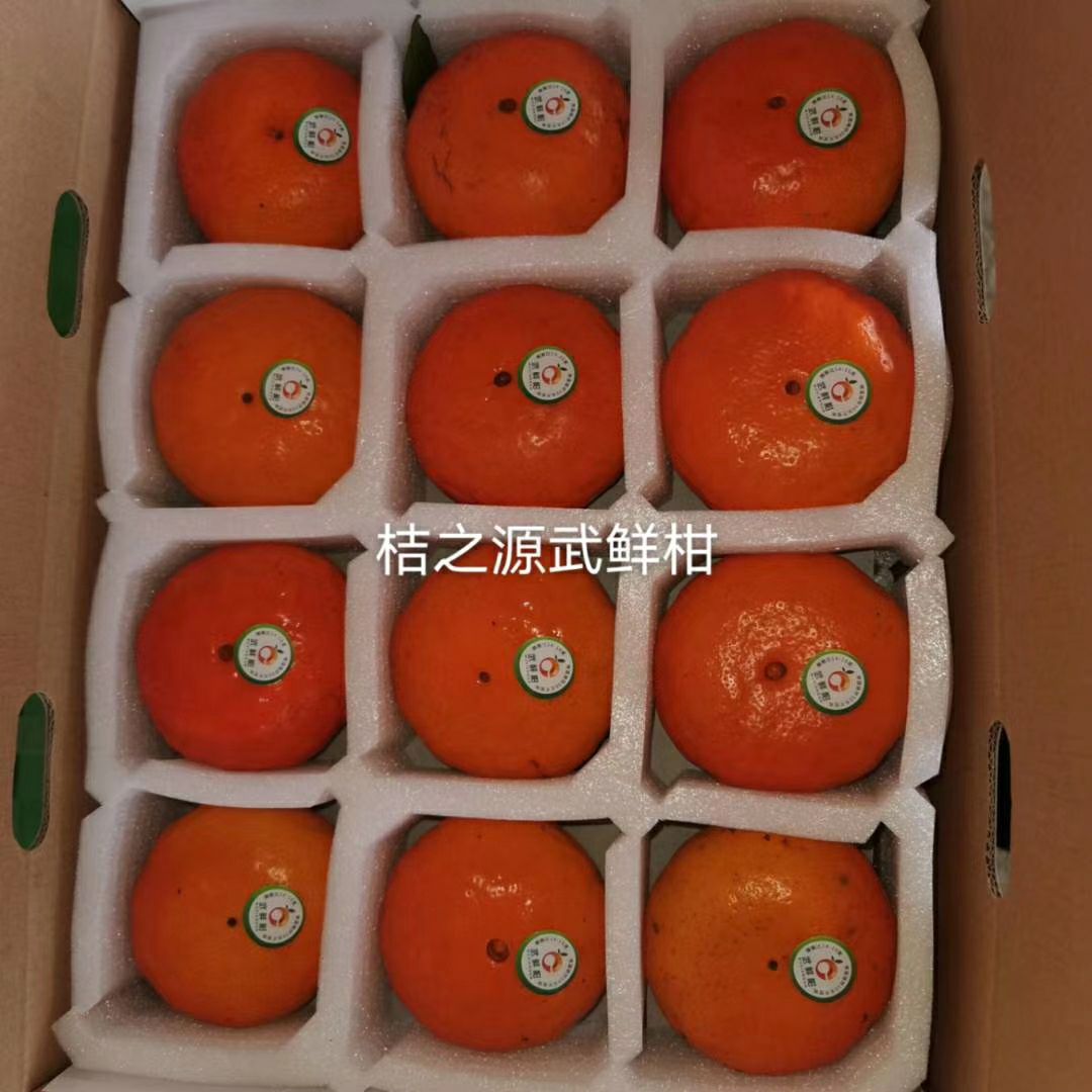  新品柑橘 武鲜柑 柑橘生鲜水果