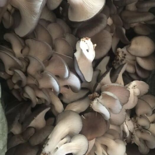石家庄食用菌秀珍菇种植