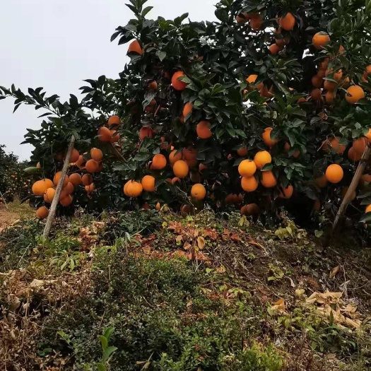  赣州安远脐橙，可介绍客户看果园