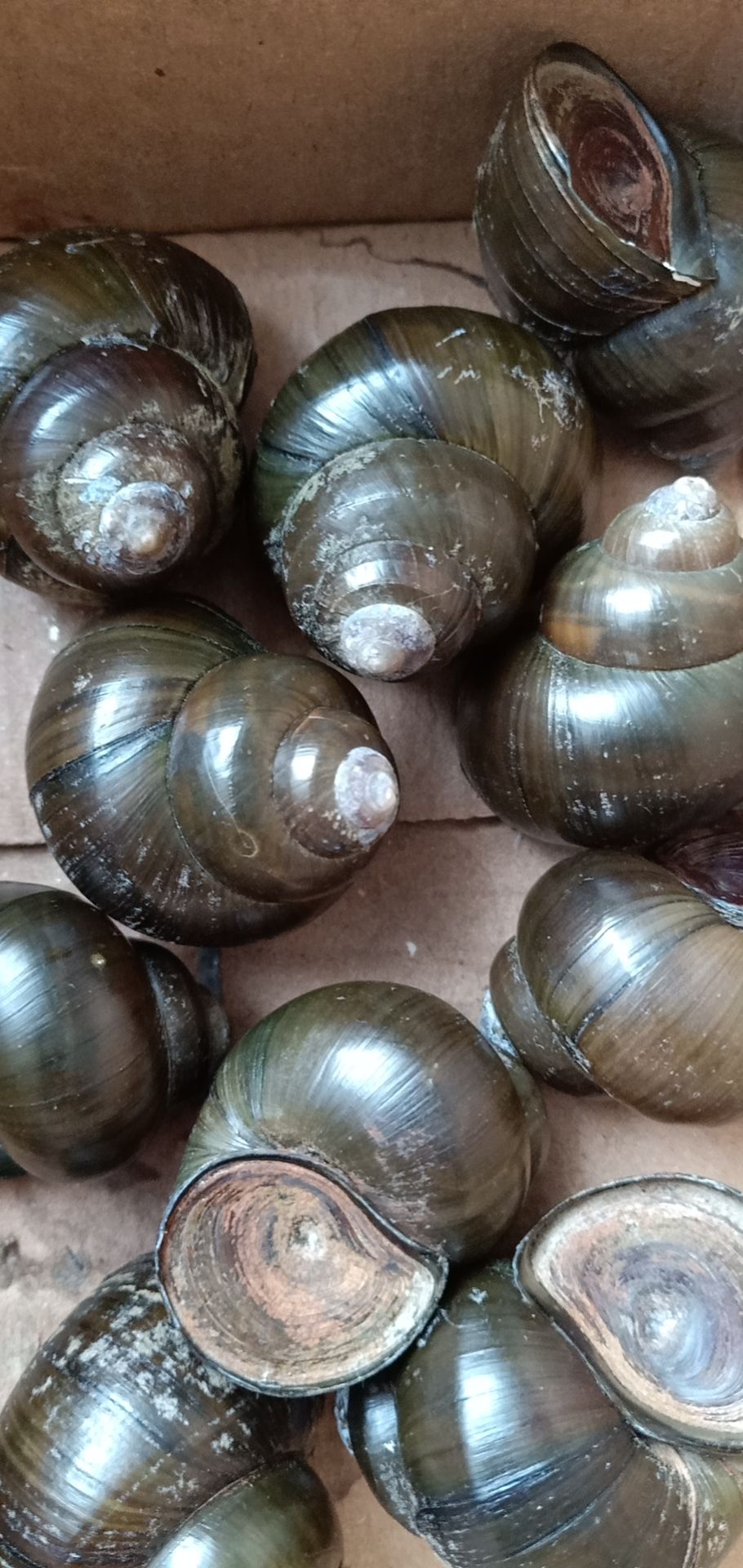 田螺  长年供应。万亩水面。欢迎大客户共同开发