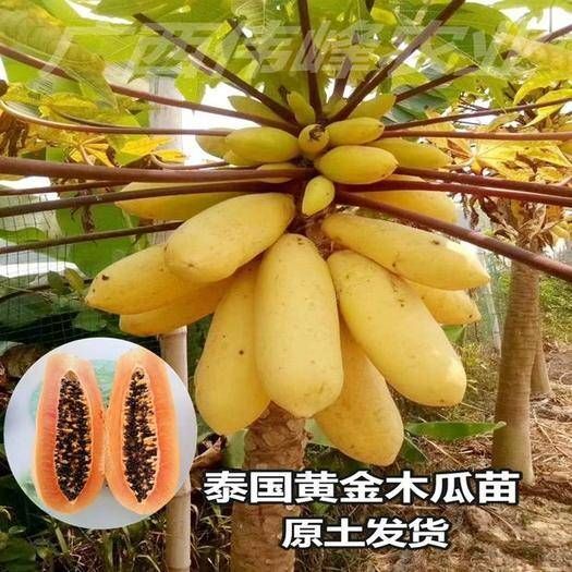 灵山县红心木瓜苗  红肉水果木瓜，泰国金丝木瓜
