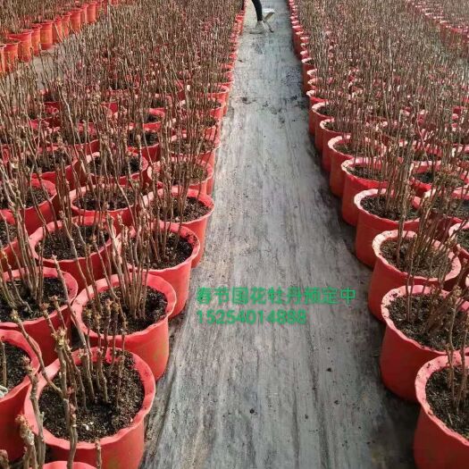 菏泽观赏牡丹  春节催花牡丹，有需要的联系我