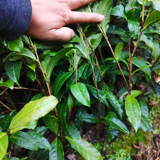 保靖县保靖黄金茶苗 保靖黄金茶，茶苗，1号，2号，168号，8号，，