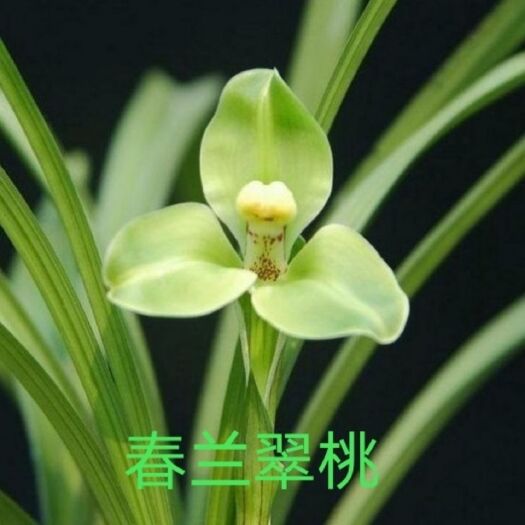 平原县 兰花春兰梅瓣香型《翠桃》