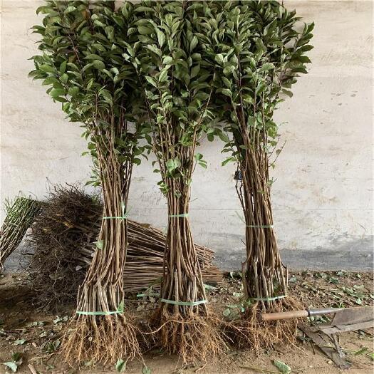 纳雍县蜂糖李树苗 李子树