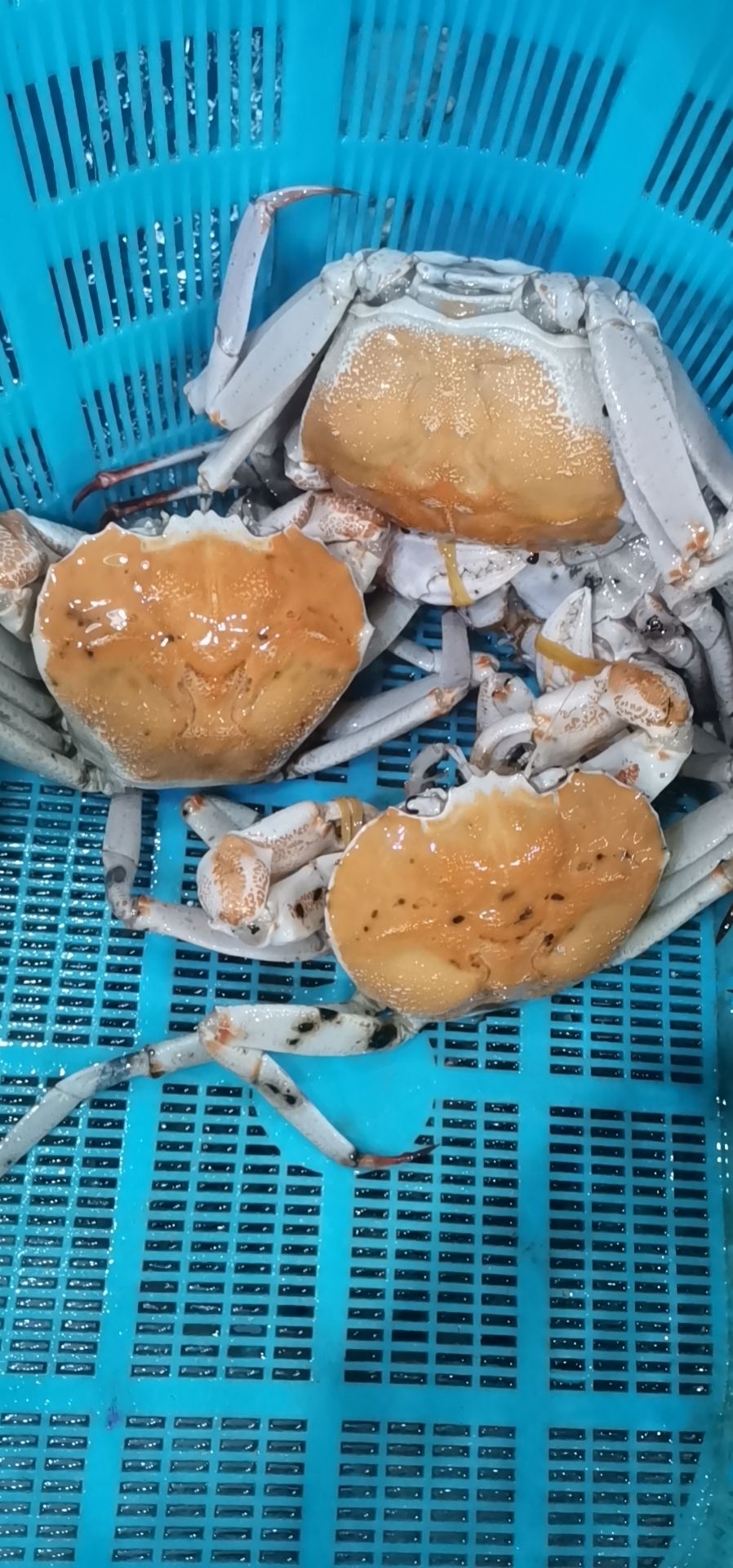 上海黄金蟹 统货 4.0两以上 