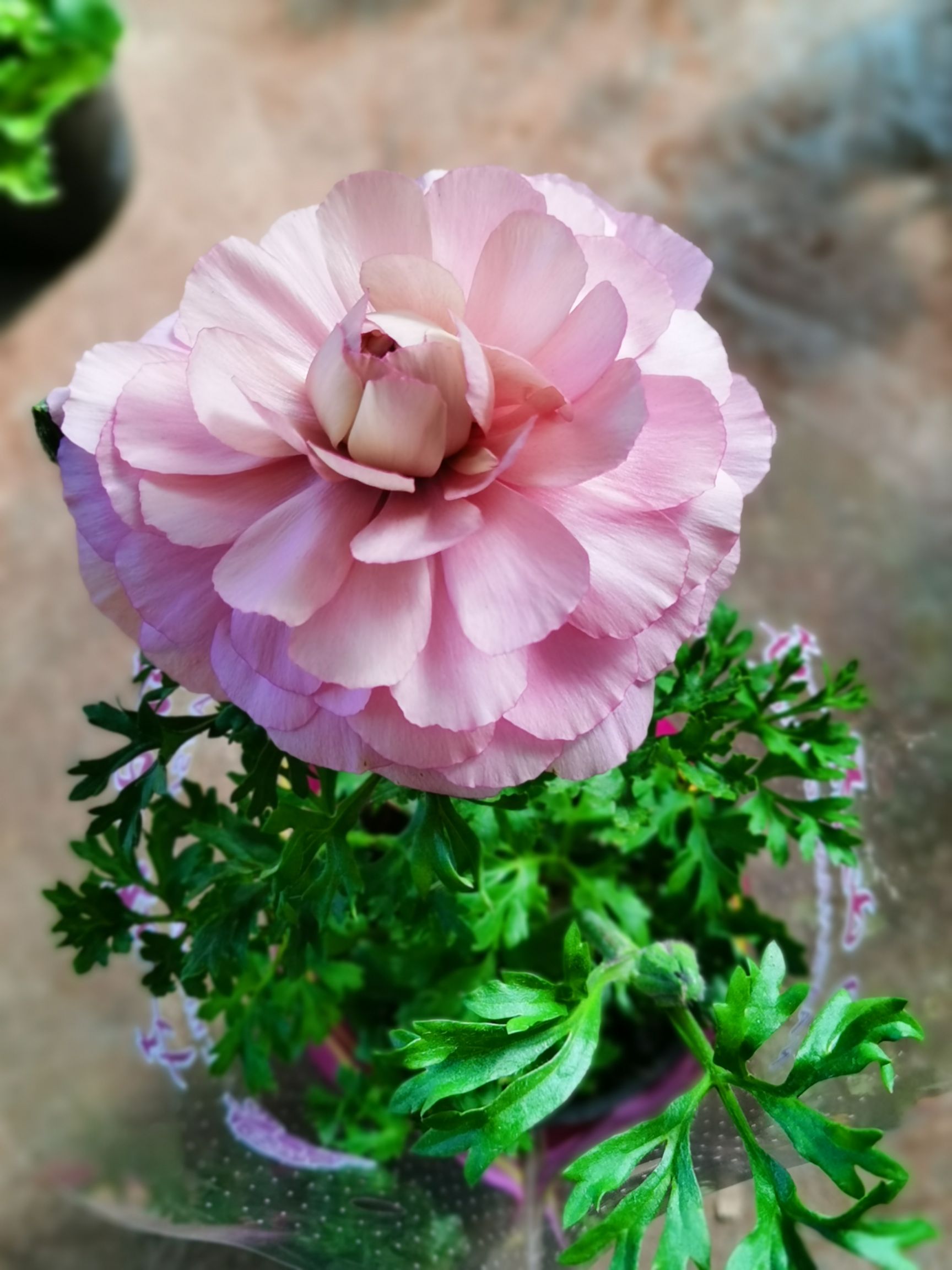 花毛茛  洋牡丹盆花