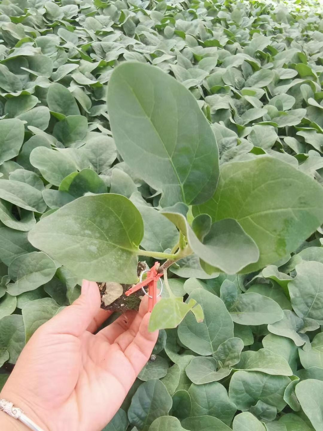嫁接大红袍茄子苗 紫红圆茄苗嫁接苗 抗病 全国发货
