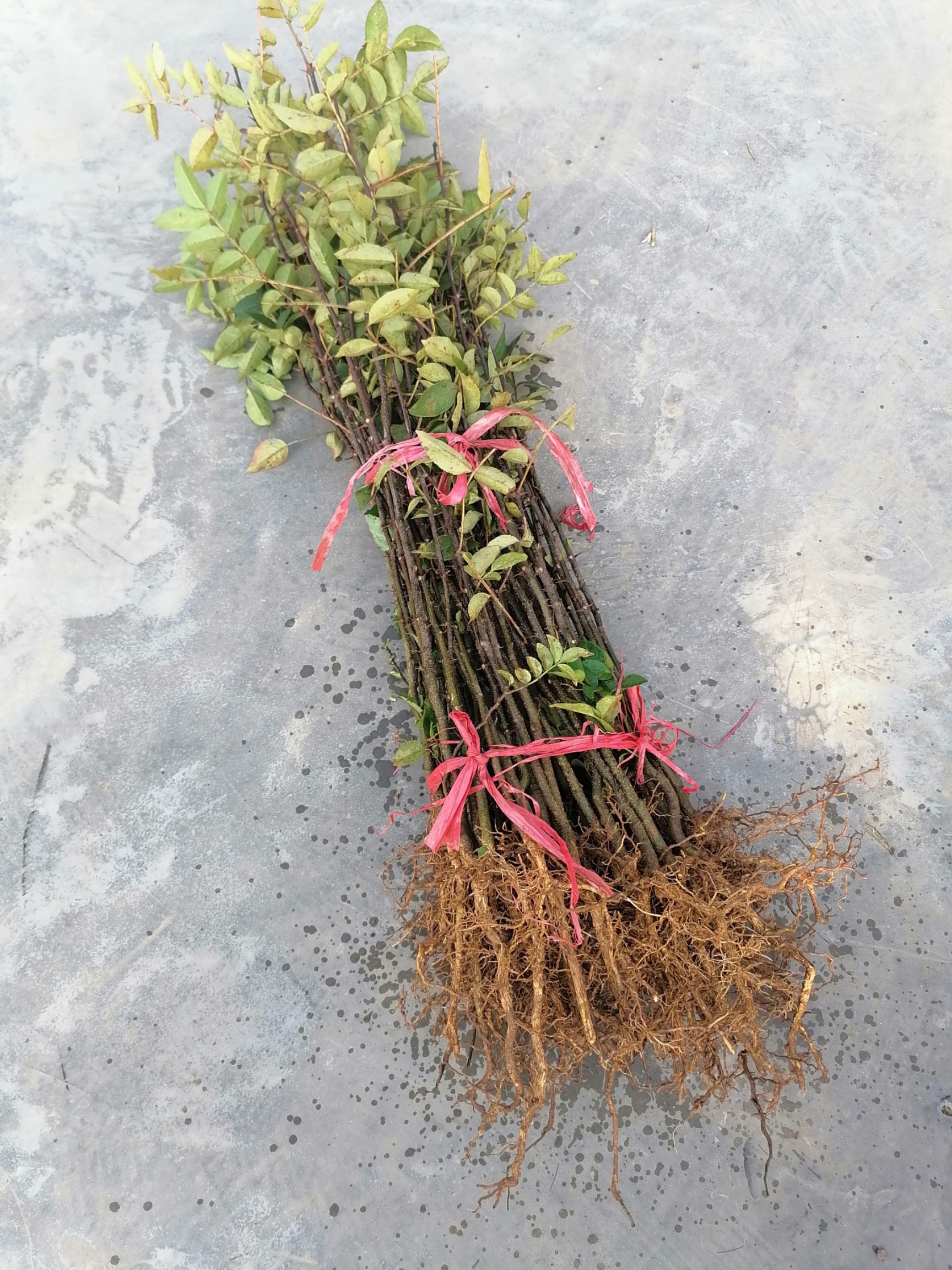 花椒苗  泡茶花椒，椒子茶，茶椒 湖南特产