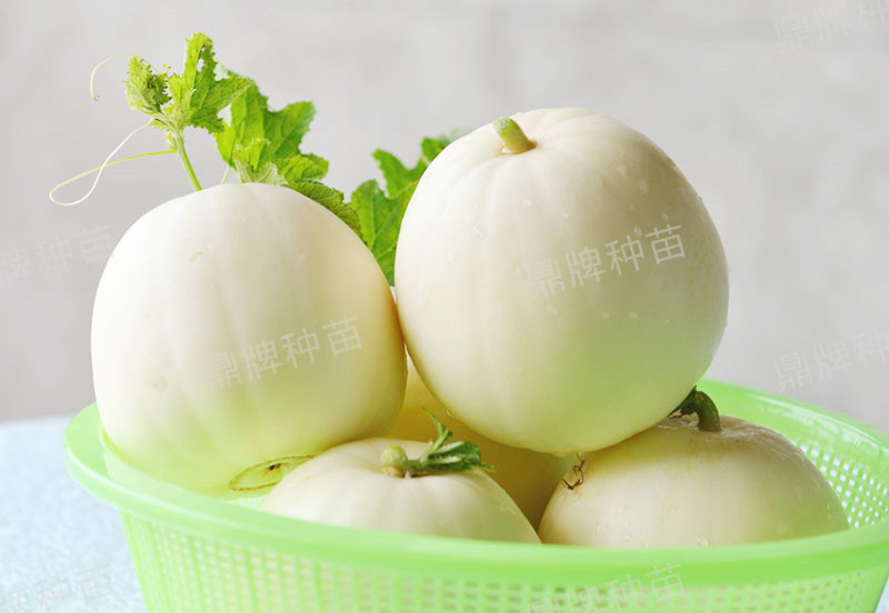 鼎牌雪奶香1号甜瓜种子，脆甜爽口，脆甜中还有奶