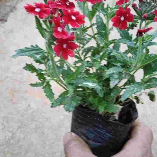 宜良县 红花美女樱