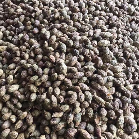 南宁胖大海，