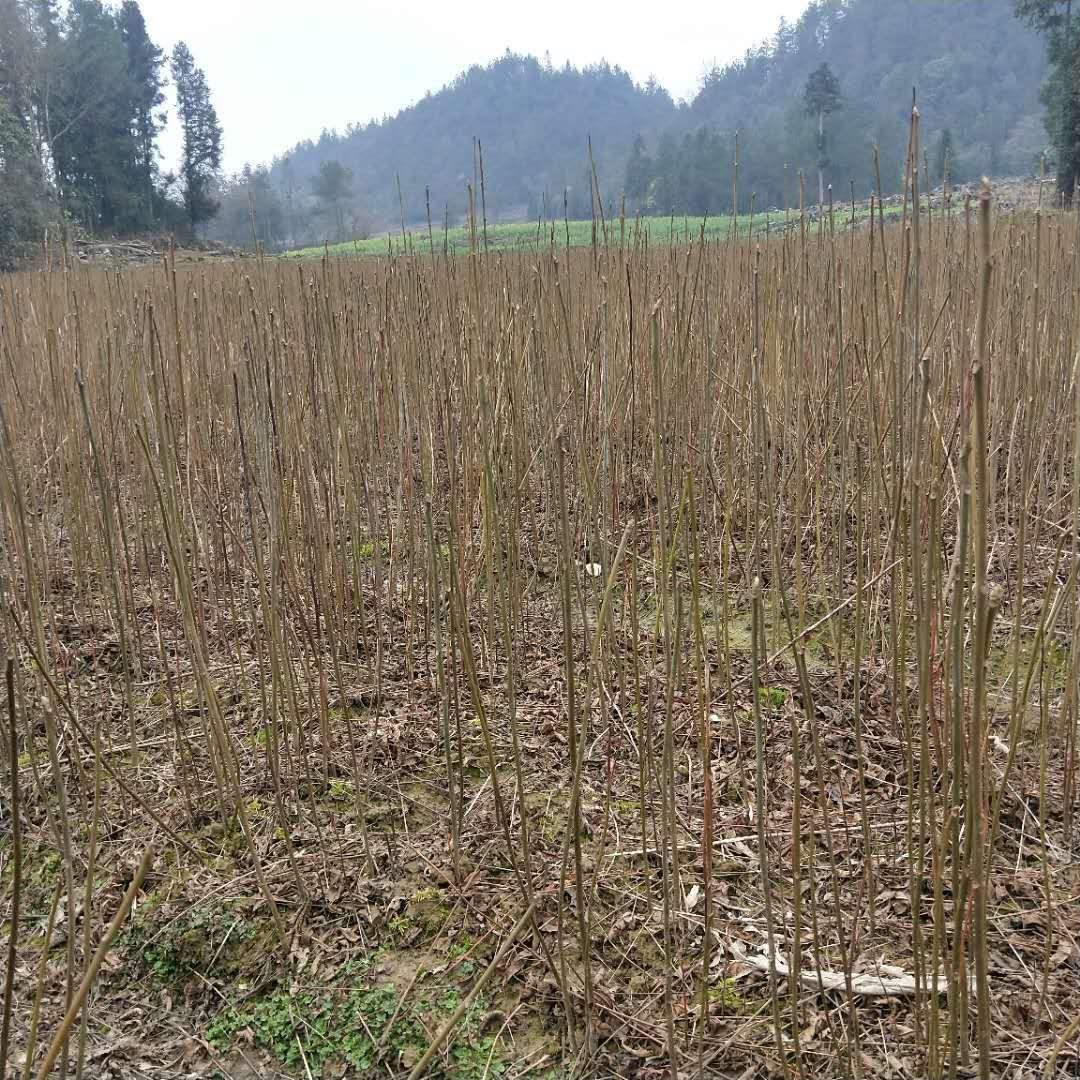 浓郁香椿苗  香椿苗，一年生香椿苗，苗高四十公分至1米。