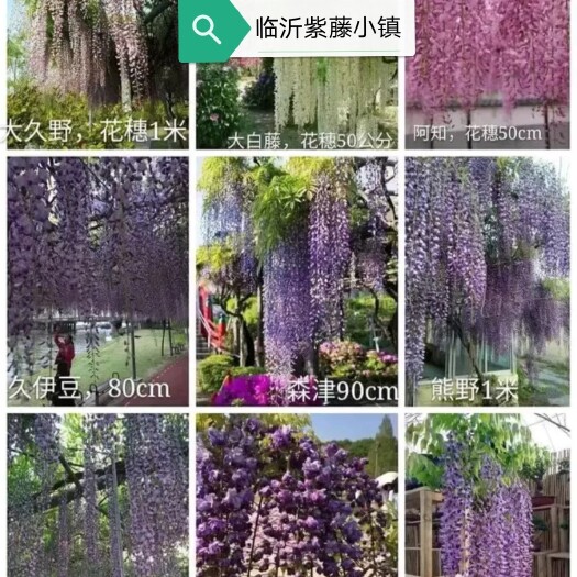 临沂日本欧美系列紫藤种子，四大色系36个品种无需嫁接直接播种