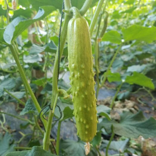 海阳市 白玉黄瓜