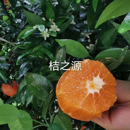  广西明星晚熟品种武鲜柑苗
