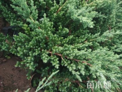 曲阳县沙地柏  铺地柏，自己的苗圃，一手货源，价格优惠质量有保证。
可带票。