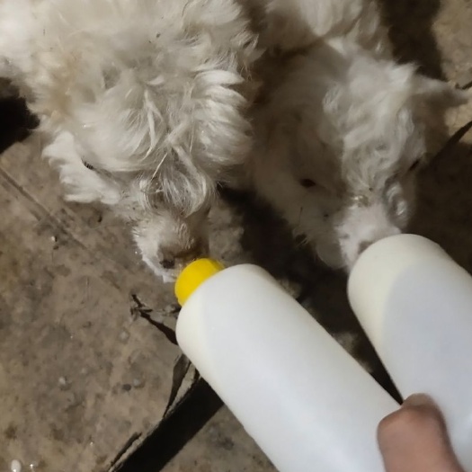 广州小羔羊 30斤以下 
